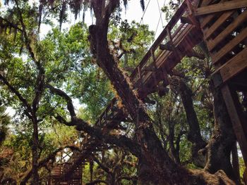 Low angle view of trees