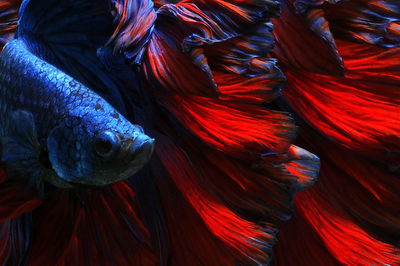 Close-up of fish swimming in sea