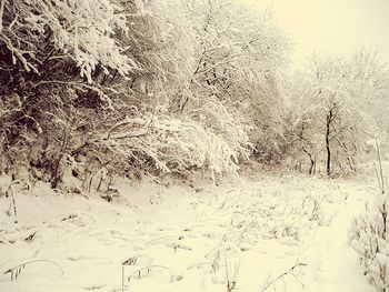 Frozen trees on field during winter