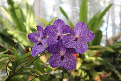Close-up of purple flowering plant
