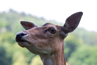 Close-up of horse on field