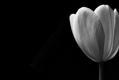 Close-up of white flowering plant against black background