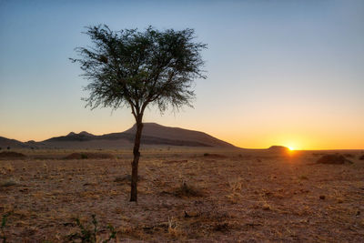 Lonely tree in the namib desert taken in january 2018