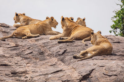 Lion cubs sitting on rock
