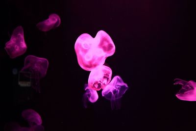 Close-up of pink flower over black background