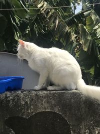 Close-up of cat sitting on potted plant in yard