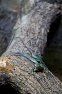 Close-up of lizard on rock