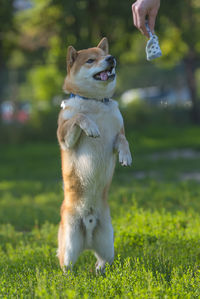 Close-up of a dog running on field