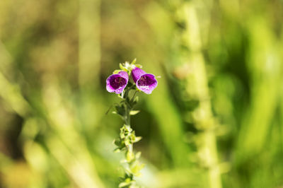 Close-up of purple flowering plant