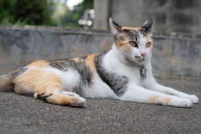 Portrait of a cat resting