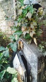 Plants growing on a tree