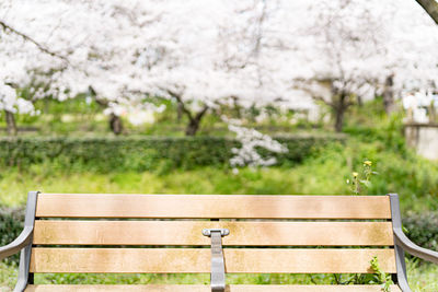 Empty bench in park