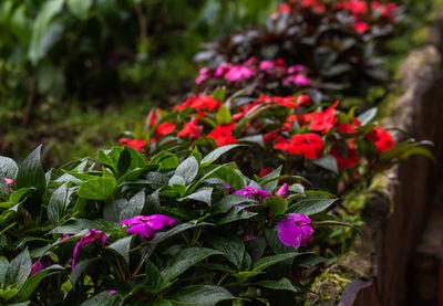 Close-up of pink flowering plant