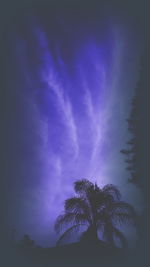 Low angle view of tree against sky at night