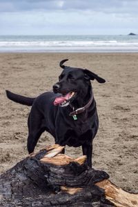 Black dog standing on beach against sea