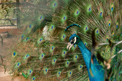 Close-up of peacock