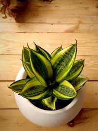 A sansivieria or also known as snake plant growth in a pot, which is has a good color for home decor