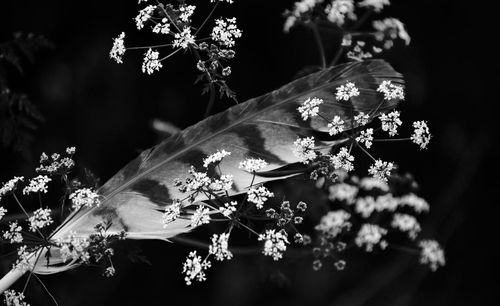 Close-up of feather on plant