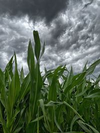 Crops growing on field against sky