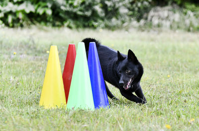 Black dog on field