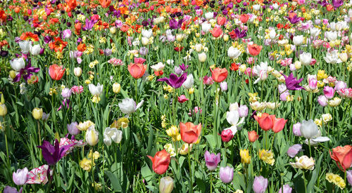 Close-up of purple tulip flowers in field