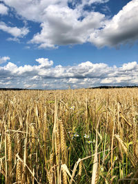 View of stalks in field against cloudy sky