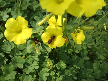 Close-up of yellow flowering plant