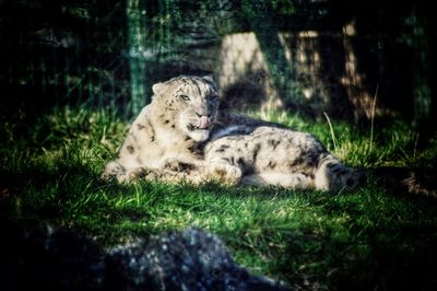 Lion resting on field