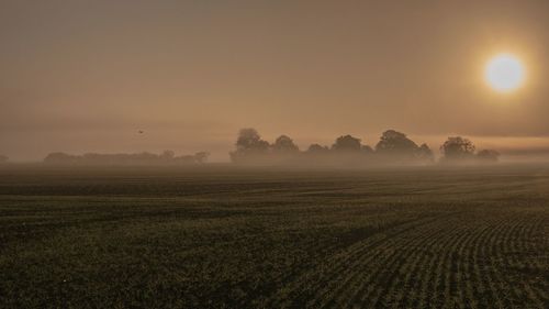 Scenic view of agricultural field against sky during sunset