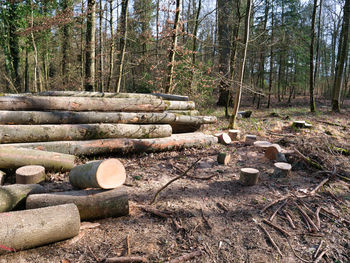 Wooden logs in forest