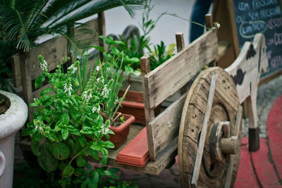 Close-up of potted plants