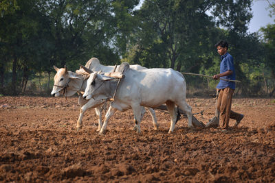 Horse standing on farm