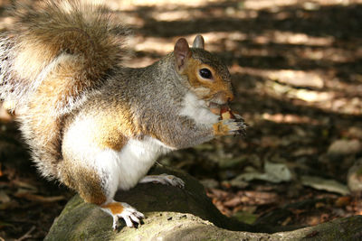 Close-up of squirrel