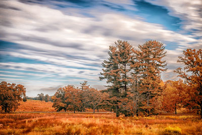 Trees on field against sky during autumn