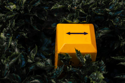 Close-up of yellow insect on plant