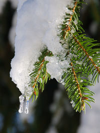 Close-up of frozen plant