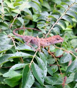 Close-up of lizard on plant