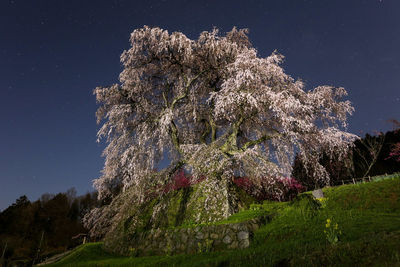 Close-up of flower tree against sky at night