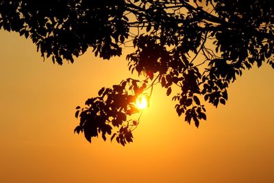 Low angle view of trees at sunset