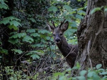 Deer in forest