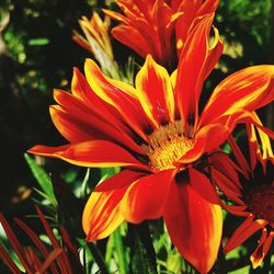 Close-up of orange flower