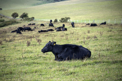 Sheep in a field