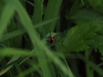 Close-up of insect on leaf