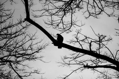 Low angle view of silhouette bird perching on bare tree against sky