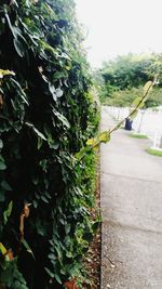 Close-up of ivy growing on tree against sky