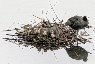 bird nest