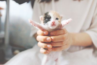 Midsection of owner holding kitten