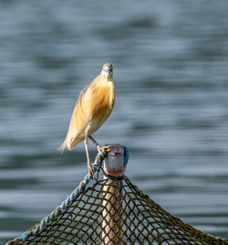 Close-up of bird perching on wood