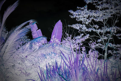 Close-up of flower plants during winter at night