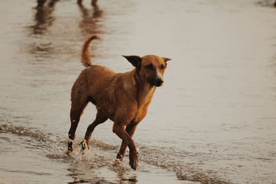 Portrait of dog on beach